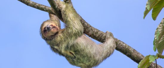 Brown-Throated Three-Toed Sloth, Costa Rica Brown-throated three-toed sloth (Bradypus variegatus), Costa Rica