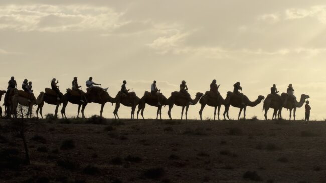 kamelen marrakesh